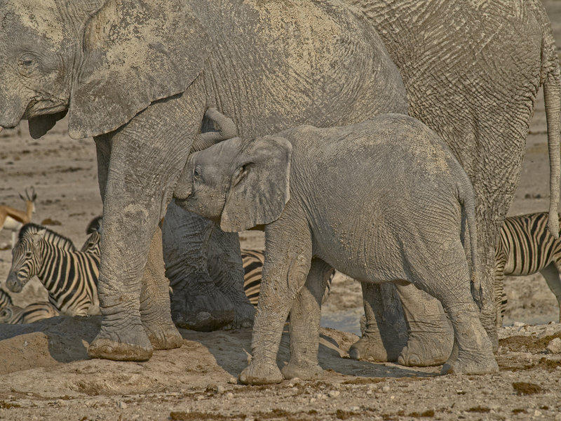 Okaukuejo, African Elephant